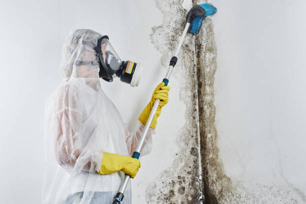 Best Mold Odor Removal Services  in Lake Geneva, WI