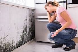 Best Mold Damage Restoration  in Lake Geneva, WI